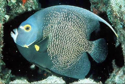 fish